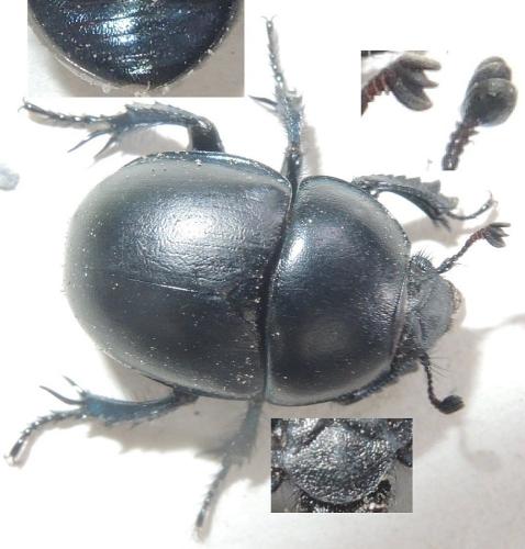 Réf. 315 044 : Trypocopris vernalis